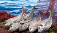 Su ürünleri sektörü Future Fish Eurasia’da buluşuyor