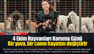 4 Ekim Hayvanları Koruma Günü...  Bir yuva, bir canın hayatını değiştirir