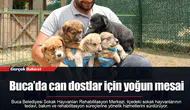 Buca’da can dostlar için yoğun mesai