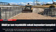Dikili’ye tam teşekküllü sokak hayvanları kampüsü