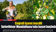 Coğrafi işaret tescilli Seferihisar Mandalinası’nda hasat başladı
