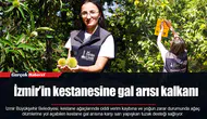 İzmir’in kestanesine gal arısı kalkanı