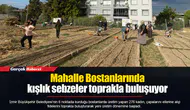 Mahalle Bostanlarında kışlık sebzeler toprakla buluşuyor
