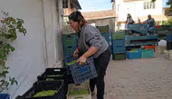 Zeytin fiyatları 20 liraya düştü, üretici hasadı bırakıyor