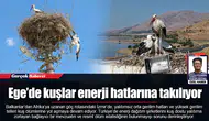 Ege’de kuşlar enerji hatlarına takılıyor