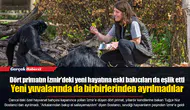 Dört primatın İzmir’deki yeni hayatına eski bakıcıları da eşlik etti... Yeni yuvalarında da birbirlerinden ayrılmadılar