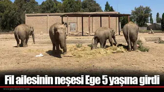 Fil ailesinin neşesi Ege 5 yaşına girdi
