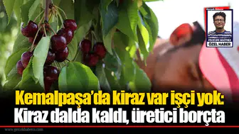 Kemalpaşa’da kiraz var işçi yok:  Kiraz dalda kaldı, üretici borçta