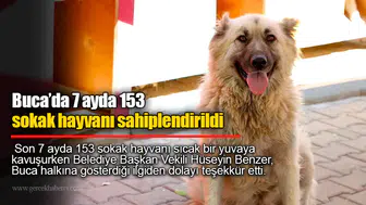 Buca’da 7 ayda 153 sokak hayvanı sahiplendirildi
