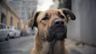 Almanya'da köpek sahiplerine ehliyet zorunluluğu: 50 bin euro cezası var