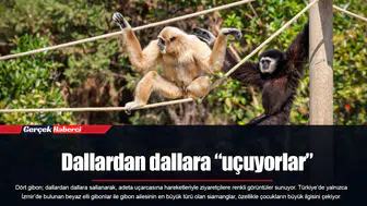Dallardan dallara “uçuyorlar”
