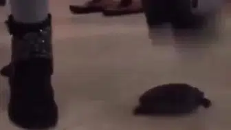 Sosyal medyada infial oluşturan kaplumbağa eziyeti görüntülerine gözaltı