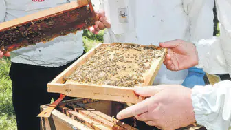 Harrods raflarında Artvin balının kilogramı 404 bin liraya satılıyor