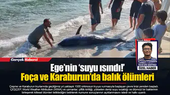 Ege’nin ‘suyu ısındı!’ Foça ve Karaburun’da balık ölümleri