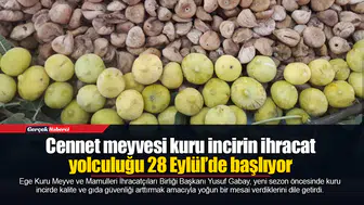 Cennet meyvesi kuru incirin ihracat yolculuğu 28 Eylül’de başlıyor