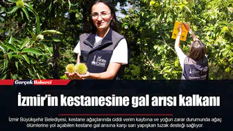 İzmir’in kestanesine gal arısı kalkanı