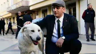 Ege Üniversitesindeki 83 köpek belediyenin hayvan bakım yerleşkesine alındı