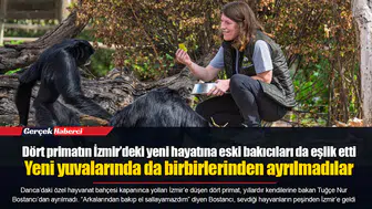 Dört primatın İzmir’deki yeni hayatına eski bakıcıları da eşlik etti... Yeni yuvalarında da birbirlerinden ayrılmadılar