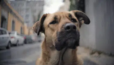 Almanya'da köpek sahiplerine ehliyet zorunluluğu: 50 bin euro cezası var