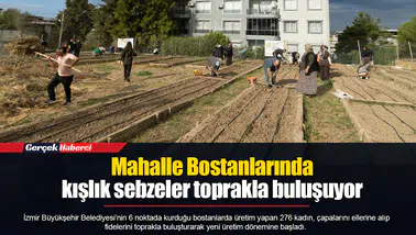 Mahalle Bostanlarında kışlık sebzeler toprakla buluşuyor