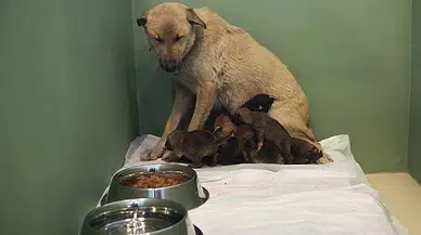 Fedakar Köpek 9 Yavruya Hayat Veriyor