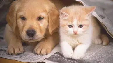 Evcil Kedi ve Köpeklerle İlgili Yeni Düzenleme