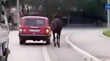 İzmir'de Vicdansız Sürücüden Kan Donduran Görüntüler!