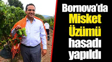 Bornova’da Misket Üzümü hasadı yapıldı 