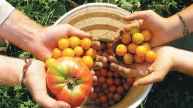 Gıdalardaki pestisitten nasıl kurtulacağız?