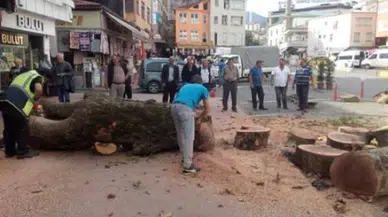 Asırlık çınarı kestiren başkanın savunması: Parkta olsa korurduk, AVM'ye yakındı