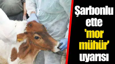 Şarbonlu ette 'mor mühür' uyarısı