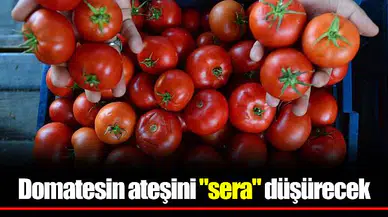 Domatesin ateşini "sera" düşürecek