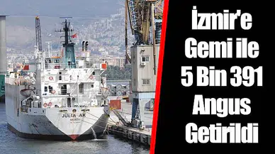 İzmir'e Gemi ile 5 Bin 391 Angus Getirildi