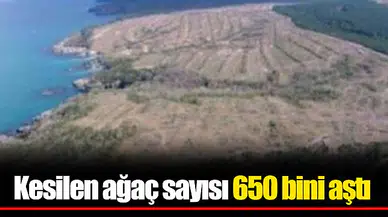 Kesilen ağaç sayısı 650 bini aştı