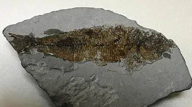Muğla'da 16 milyon yıllık balık fosili bulundu