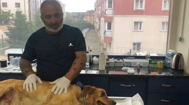 Gözleri oyulduğu iddia edilen köpek kanser hastası çıktı