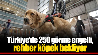 Türkiye'de 250 görme engelli, rehber köpek bekliyor
