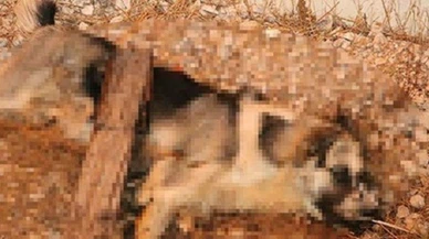 Sokak köpeğini bıçaklayarak öldürdüler