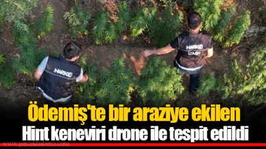 Ödemiş'te bir araziye ekilen Hint keneviri drone ile tespit edildi