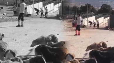 Konya'daki barınakta hayvanlara işkence eden 2 kişi tutuklandı