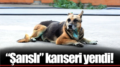 “Şanslı” kanseri yendi!