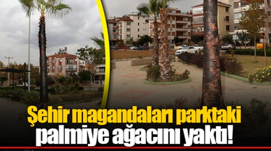 Şehir magandaları parktaki palmiye ağacını yaktı! 