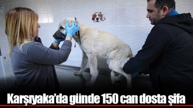 Karşıyaka’da günde 150 can dosta şifa
