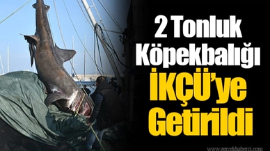 2 Tonluk Köpekbalığı İKÇÜ’ye Getirildi