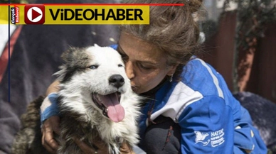 Depremin 22. gününde bir köpek enkazdan canlı kurtarıldı