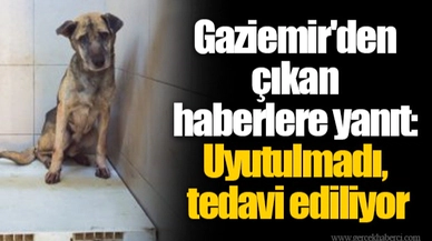 Gaziemir'den çıkan haberlere yanıt: Uyutulmadı,  tedavi ediliyor