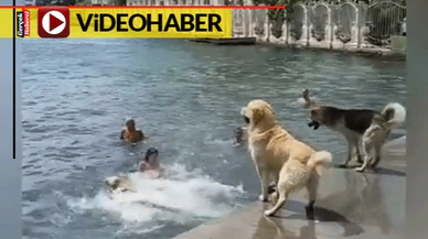 Bebek'te köpeklerin deniz keyfi sosyal medyada gündem oldu