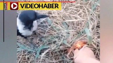 Bu kuşlara yangın söndürmek öğretilmedi... İzleyenler, yangın söndüren bu kuşlara şaşırdı