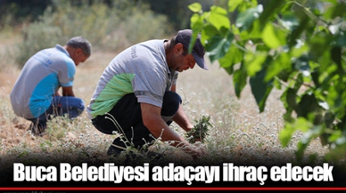 Buca Belediyesi adaçayı ihraç edecek