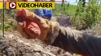 Çürümüş, yarısı kalmış domatesler... Video çekip uyardı: Salça yemeden önce 2 kez düşünün